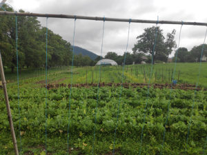 Le jardin Coloquinte